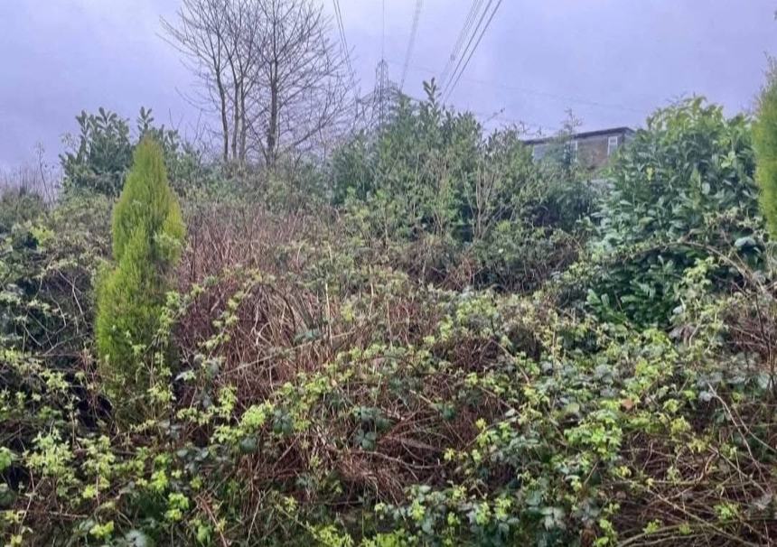 Brambles cleared out — before CRJ Gardening & Grounds