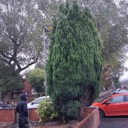 Conifer removed &mdash; before CRJ Gardening & Grounds