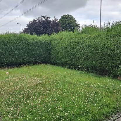 Corner hedge & lawn — before CRJ Gardening & Grounds
