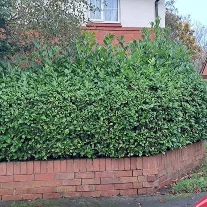Laurel hedge reshaped — before CRJ Gardening & Grounds
